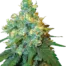 Jack Herer®