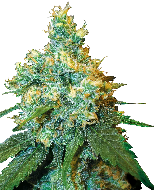 Jack Herer®