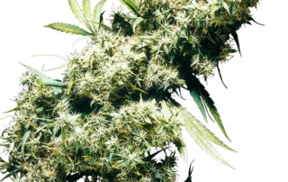 Jamaican Pearl®