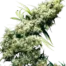 Jamaican Pearl®