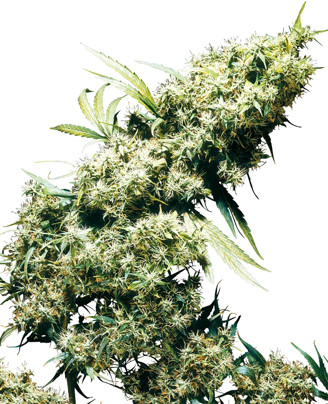 Jamaican Pearl®