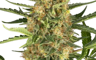 Blueberry Bubblegum Auto
