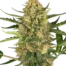 Blueberry Bubblegum Auto