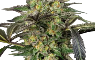 Grapevine Candy®