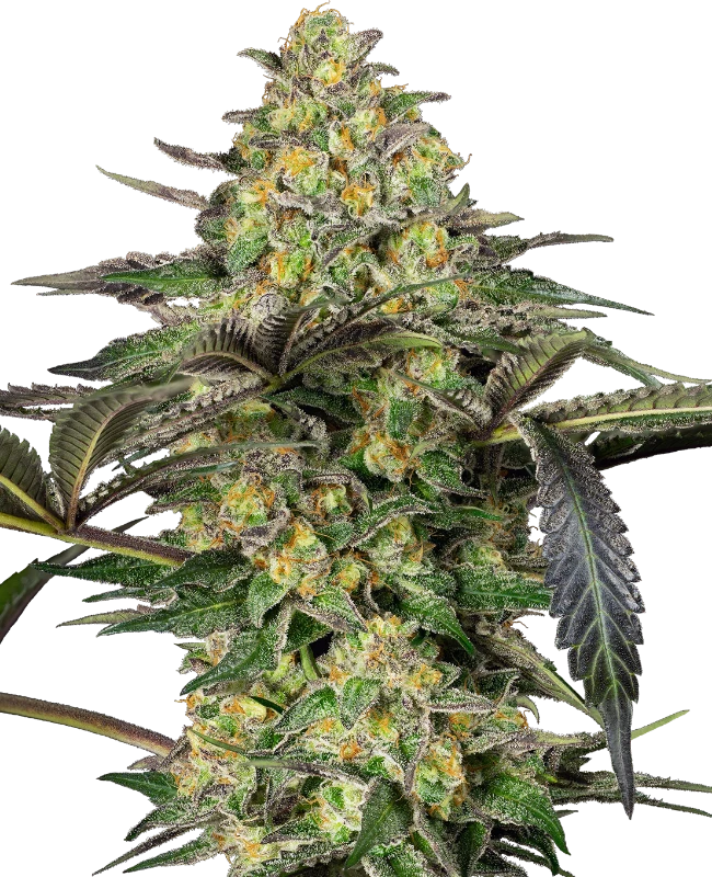Grapevine Candy®