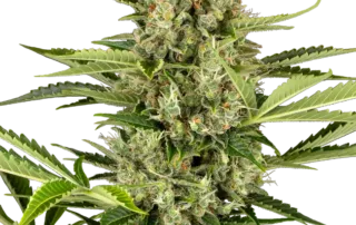 Jack Herer Auto
