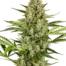 Jack Herer Auto
