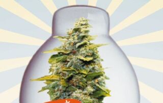 Marihuana drinnen