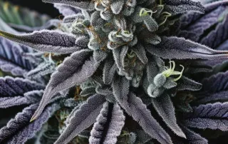 Eine Cap Junky Blüte