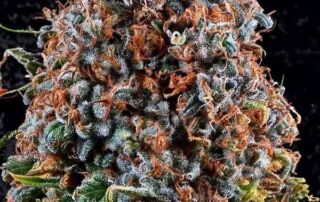 Criticalz Kush