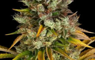 GMO-Sorte von Barneys Farm