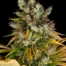 GMO-Sorte von Barneys Farm