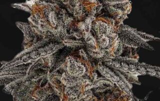 Orange Oreoz
