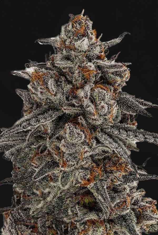 Orange Oreoz