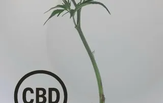 Amnesia Haze Steckling