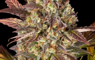 Amnesia Haze Auto