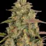 Amnesia Lemon Blüte