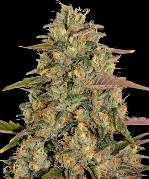Amnesia Lemon Blüte