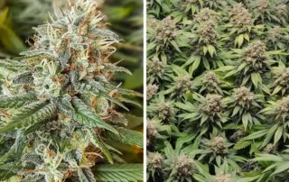 Amsterdam Amnesia