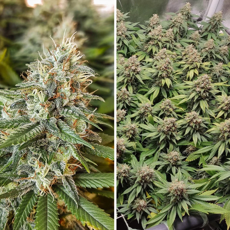 Amsterdam Amnesia