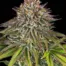 Critical Kush Blüte