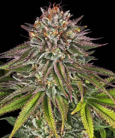Critical Kush Blüte