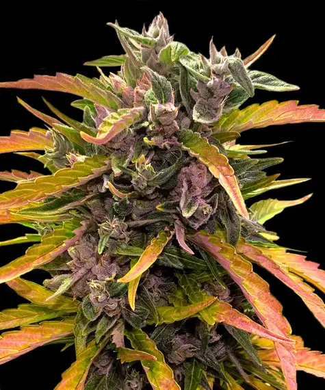 Cali Collection, Gorilla Glue Auto von Barney's Farm.
