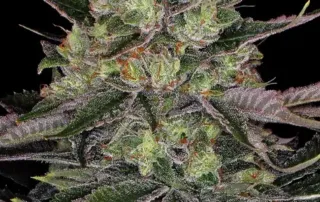 Barneys Farm Gorilla Zkittlez