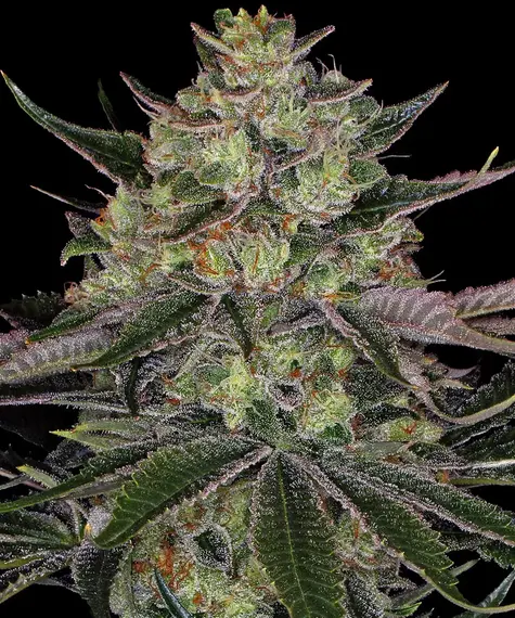 Barneys Farm Gorilla Zkittlez
