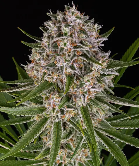 Lemon Haze Auto von Barneys Farm