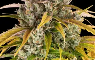 LSD Auto von Barney's Farm