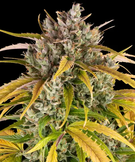 LSD Auto von Barney's Farm