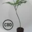 Mango Haze CBD Steckling