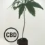 Orangello CBD Steckling
