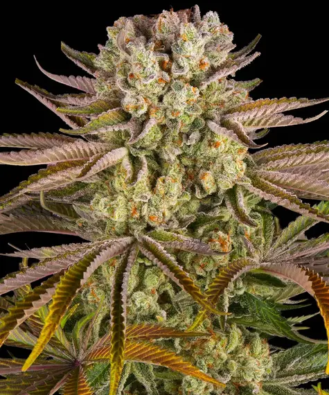 Pineapple Express Strain von Barneys Farm