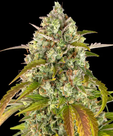 Pineapple Express Auto von Barney's Farm