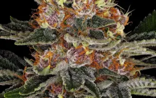 Purple Punch Auto von Barney's Farm