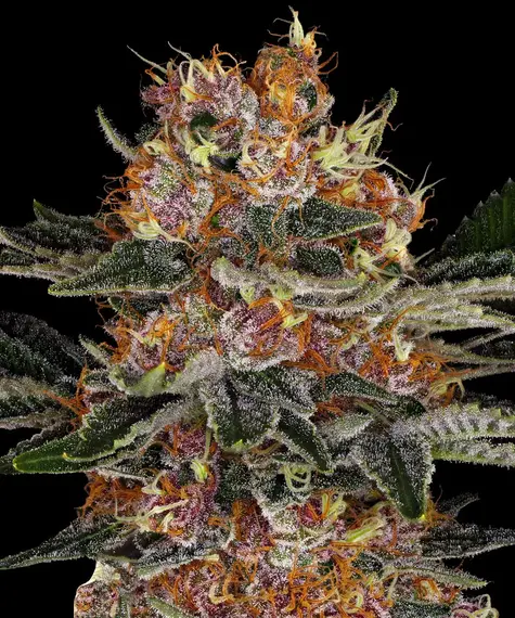 Purple Punch Auto von Barney's Farm