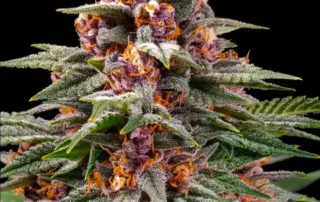 Runtz Auto von Barneys Farm