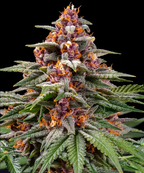 Runtz Auto von Barneys Farm