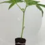 Critical Kush Steckling