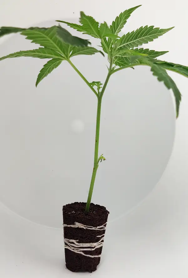 Critical Kush Steckling