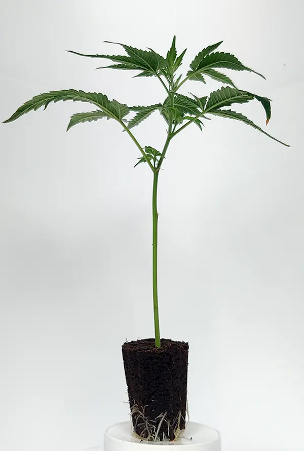 Tropicana Cherry