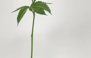 steckling_Polar_Gelato-1