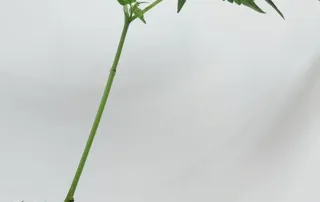 Herz OG