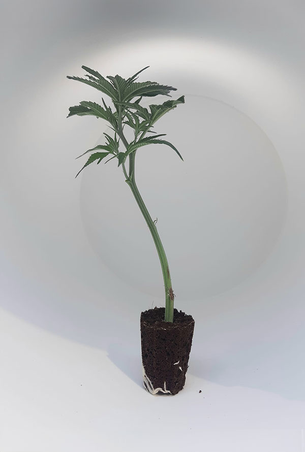 Ein Og Kush Steckling