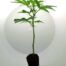 Ein Tropicana Cherry Steckling