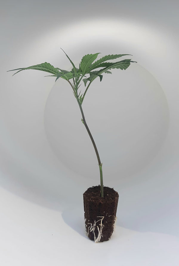 Ein Tropicana Cookies Steckling