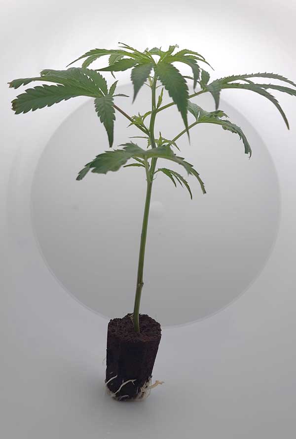 Ein White Widow Steckling