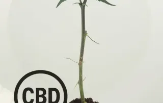 V1 CBD Steckling